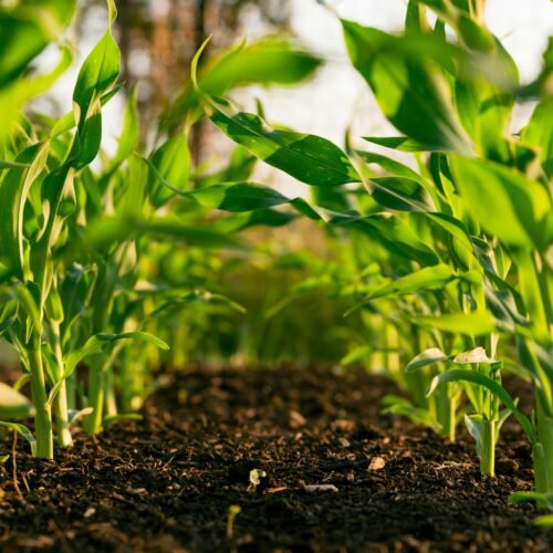 Why 2026 is the Year Plant Cell Farming Became a Strategic Necessity